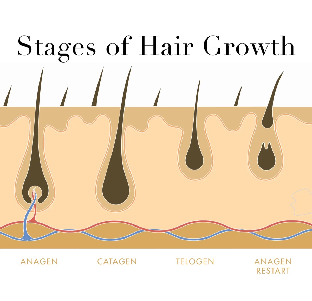 Stages of the hair growth cycle